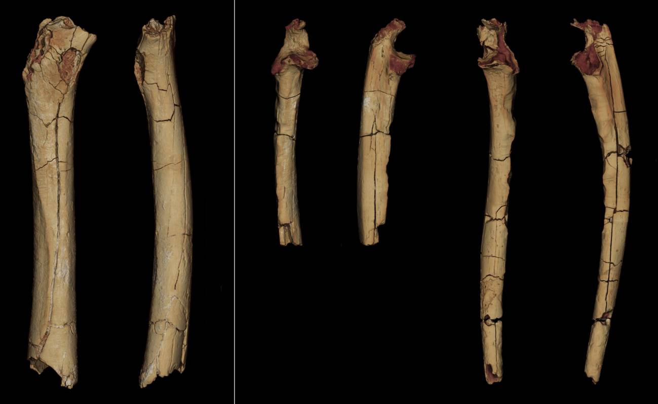 Modelos 3D del material postcraneal de 'Sahelanthropus tchadensis'.  / © Franck Guy / PALEVOPRIM / CNRS - Universidad de Poitiers