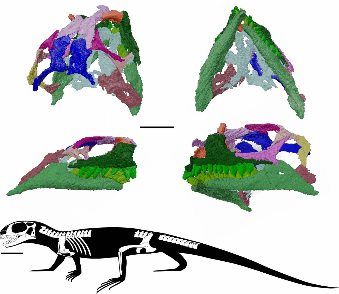 Modelo tridimensional del cráneo de A. helsbypetrae, reconstruido mediante tomografía sincrotrón. / Dan Marke