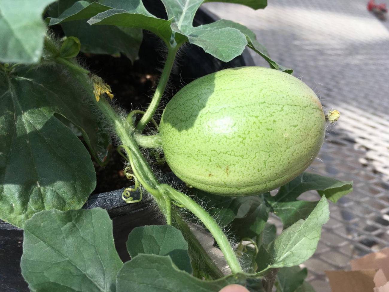 Imagen de un melón Kordofán. / Shan Wu