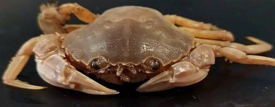 Nueva especie de cangrejo. / CSIC