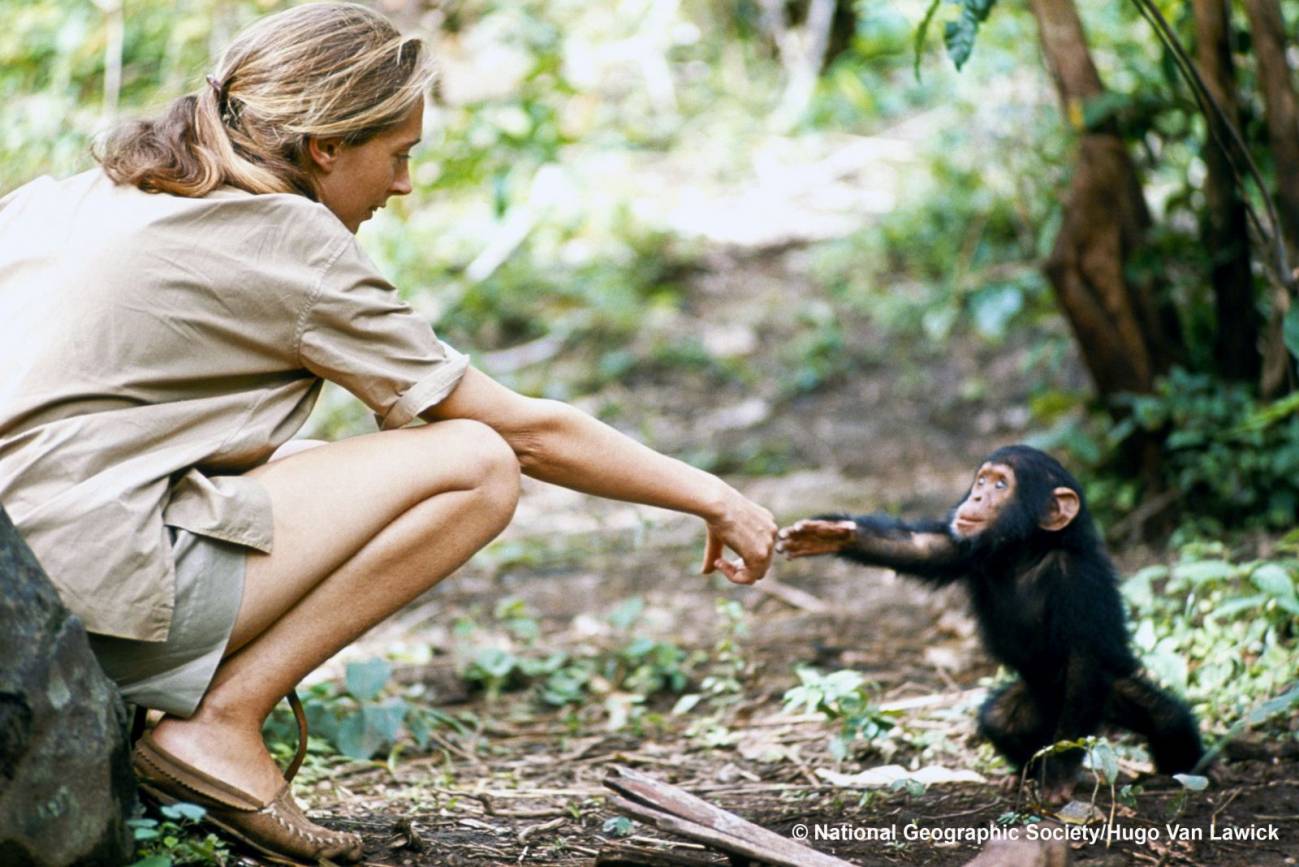 La joven Jane Goodall en Gombe, donde una madre (Flo) deja que su cría Flint se acerque. / Instituto Jane Goodall