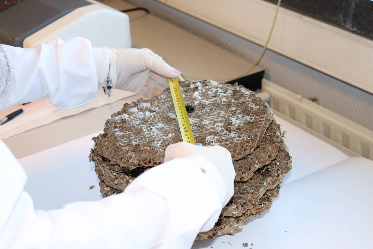 Nido de velutina. / Maria Shantal Rodríguez Flores