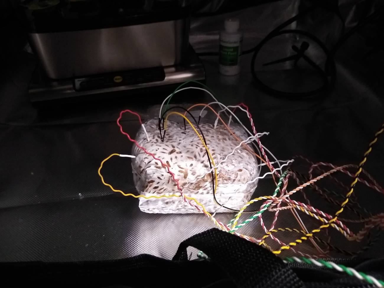 Registro de la actividad eléctrica del micelio (la “red de raíces” de los hongos), que se comporta de manera parecida a las neuronas en el cerebro. /Andrew Adamatzky