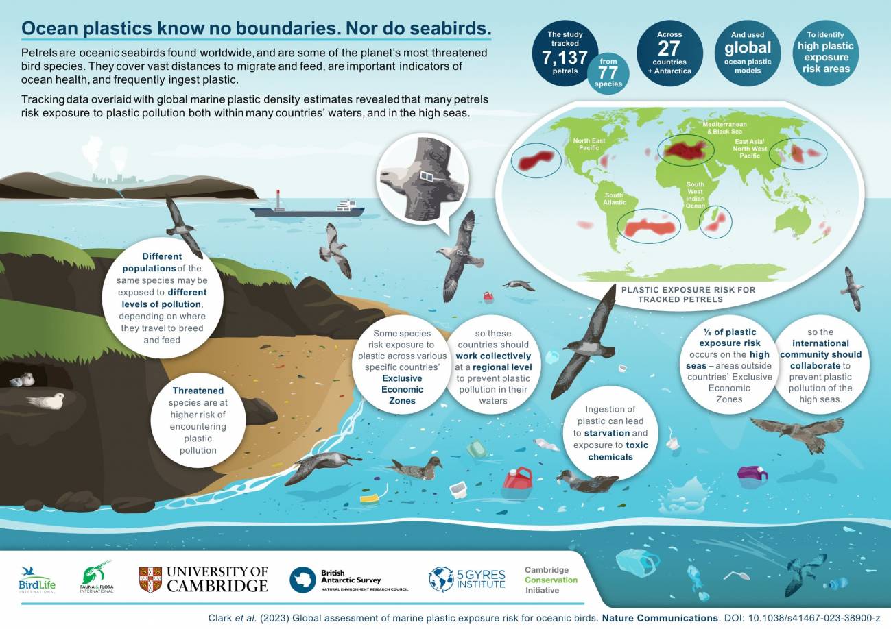 Infografía del riesgo de exposición al plástico para las aves marinas analizadas. / Dan Barret