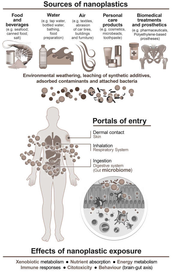 nfografía sobre las fuentes, vías de entrada en el organismo y efectos de los nanoplásticos.