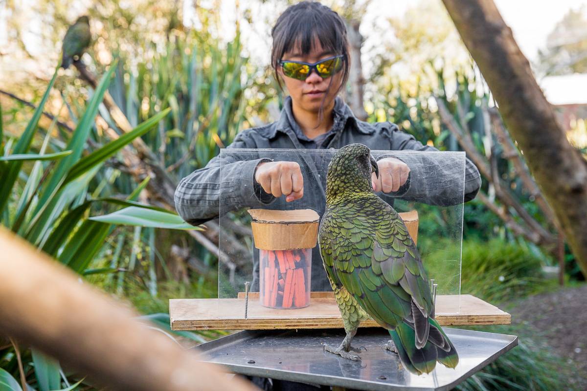 Investigador hace pruebas a loros