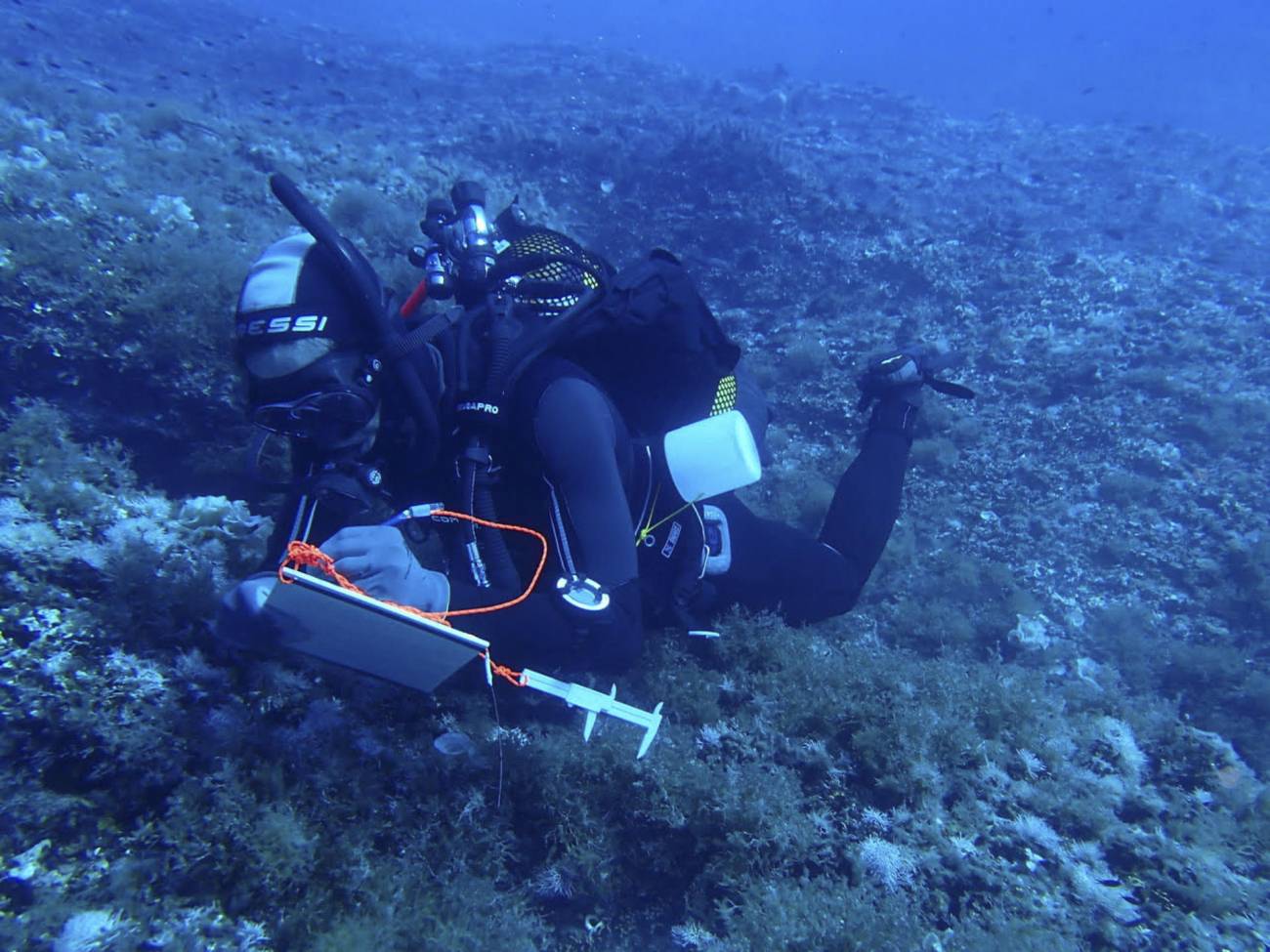 Investigadores del CSIC durante los trabajos de muestreo de la población de medusas y langostas en aguas baleares