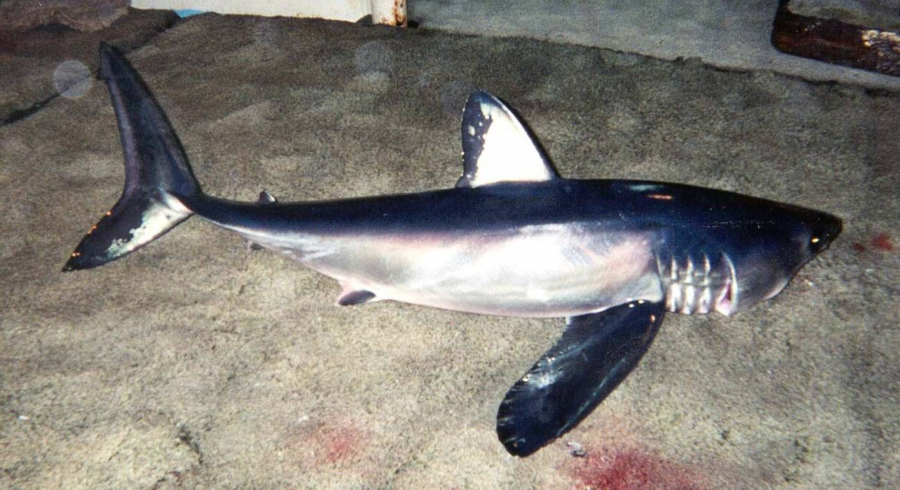 Marrajo negro ('Isurus paucus'). / Wikipedia