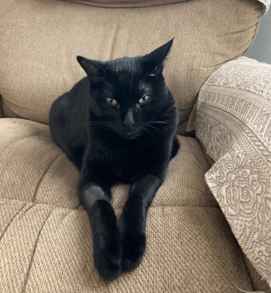 El gato Jak durante el tratamiento. / Tina T