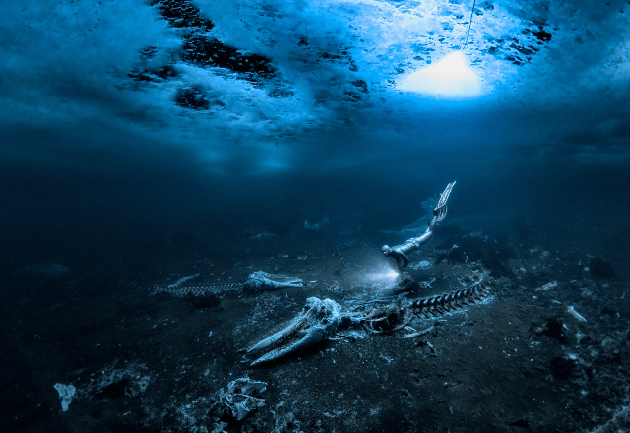 Fotografía ganadora del premio Fotógrafo Submarino del Año 2024. / Alex Dawson/UPY 2024