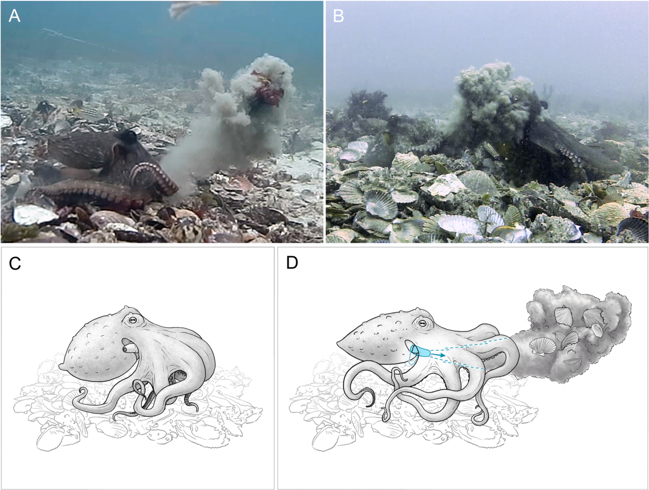 El pulpo (izquierda) proyecta limo y algas a través del agua; B - un pulpo (derecha) es golpeado por una nube de limo proyectada a través del agua por un pulpo lanzado./ Godfrey-Smith et al. | Ilustraciones de Rebecca Gelernter