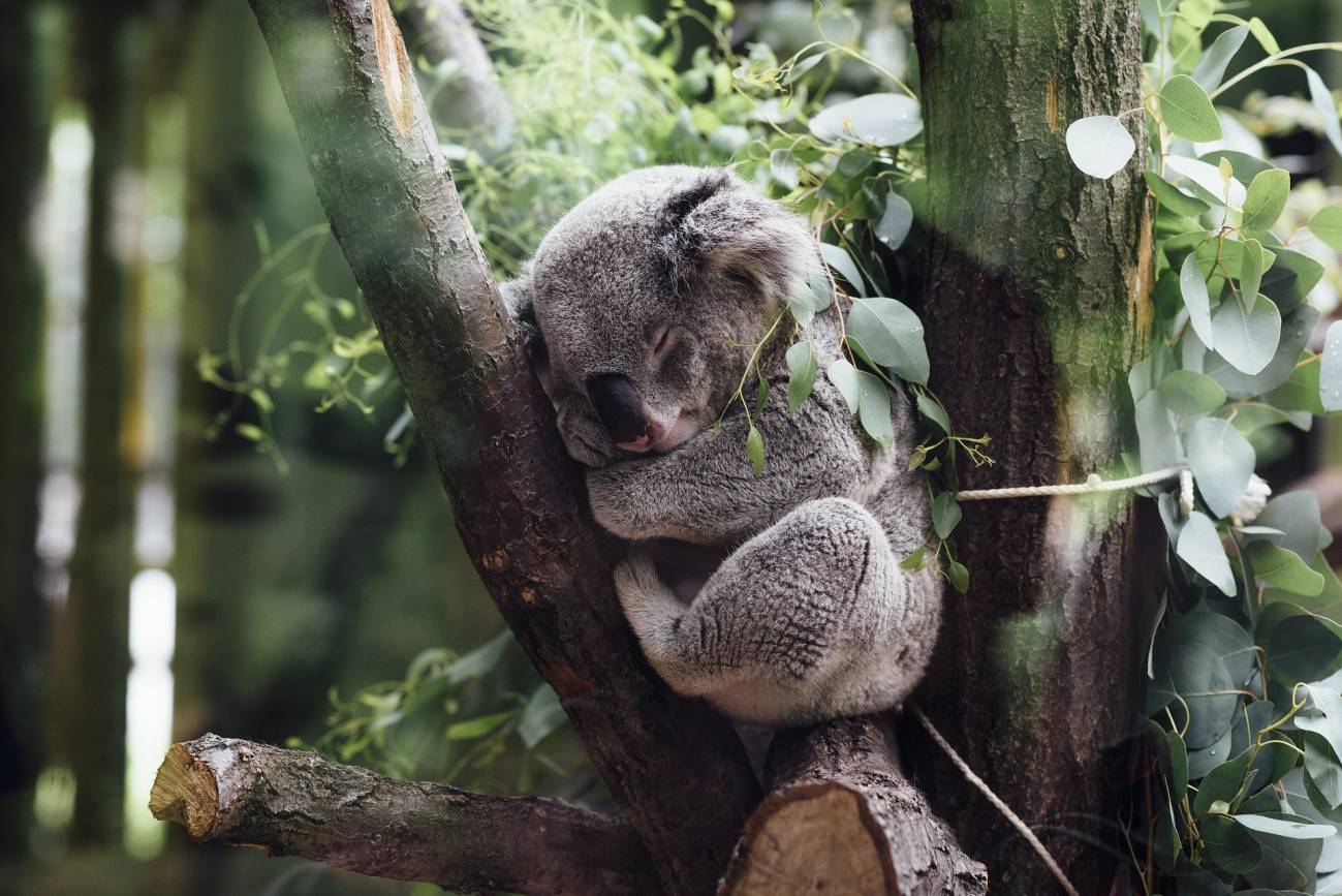 Koala durmiendo