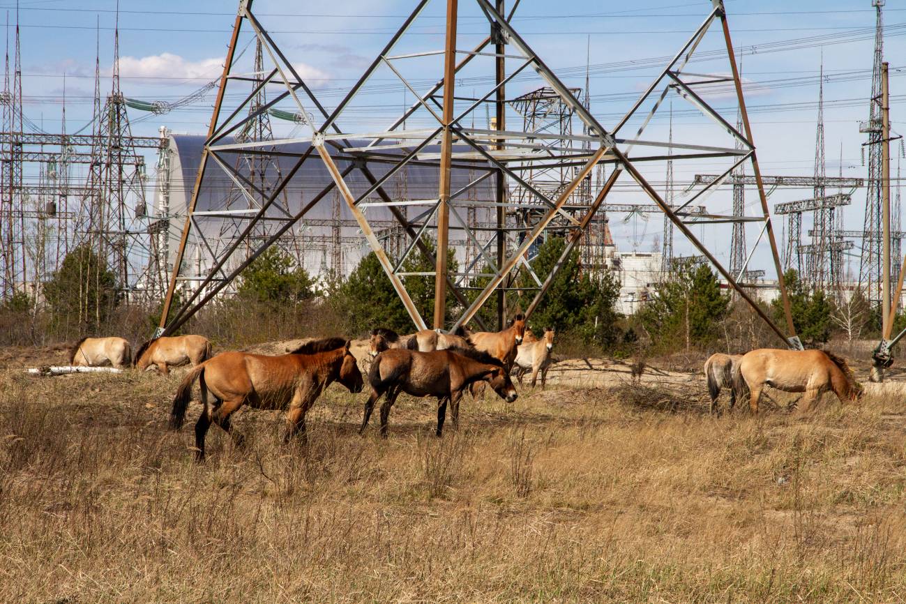 Caballos de Przewalski cerca de la Central Nuclear de Chernóbil (abril de 2020). / Kateryna Korepanova