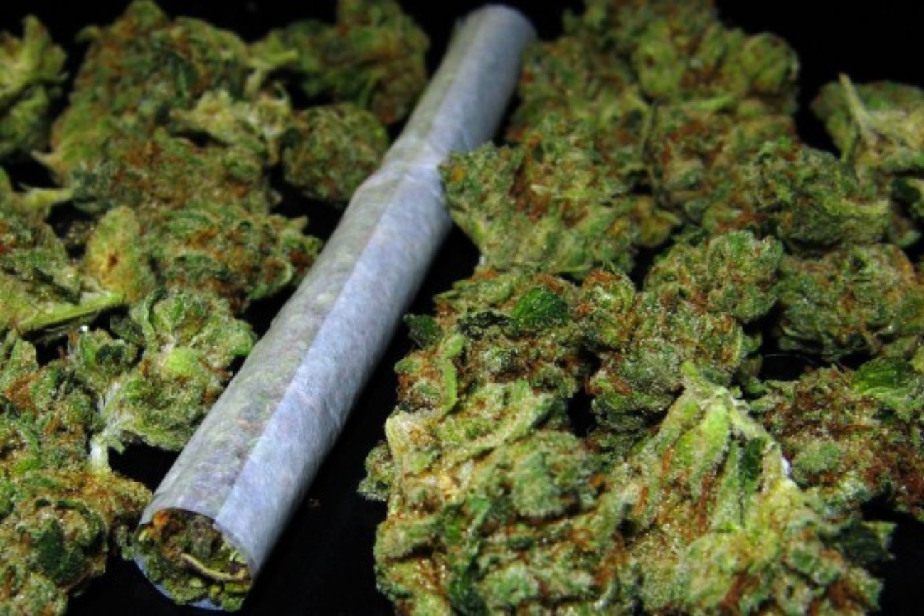La cantidad de THC en las variedades de Cannabis sativa se ha triplicado en la última década. / Wikimedia Commons