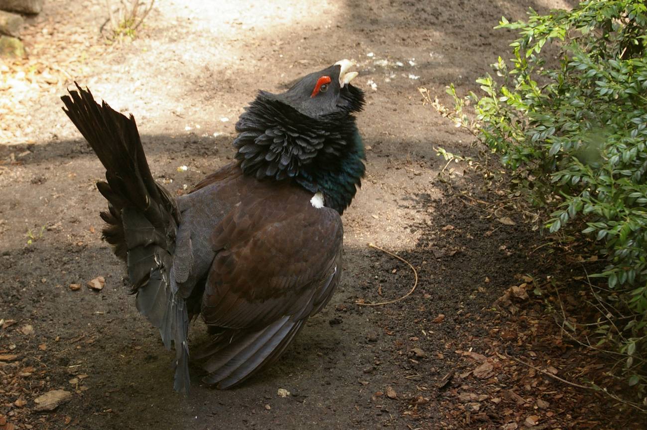 Ejemplar de urogallo cantábrico (Tetrao urogallus cantabricus). / Wikipedia