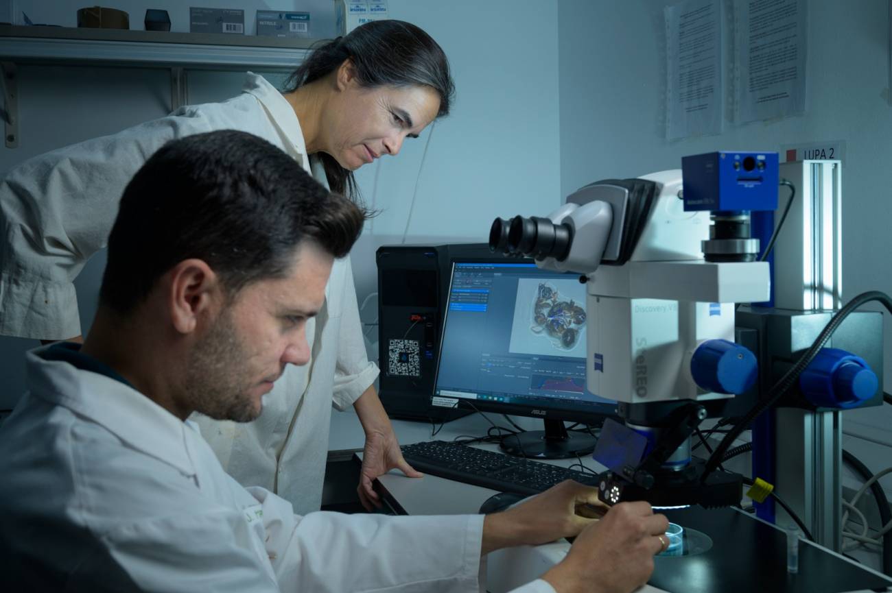En el laboratorio se confirman las especies de las diferentes muestras de hormiga recolectadas