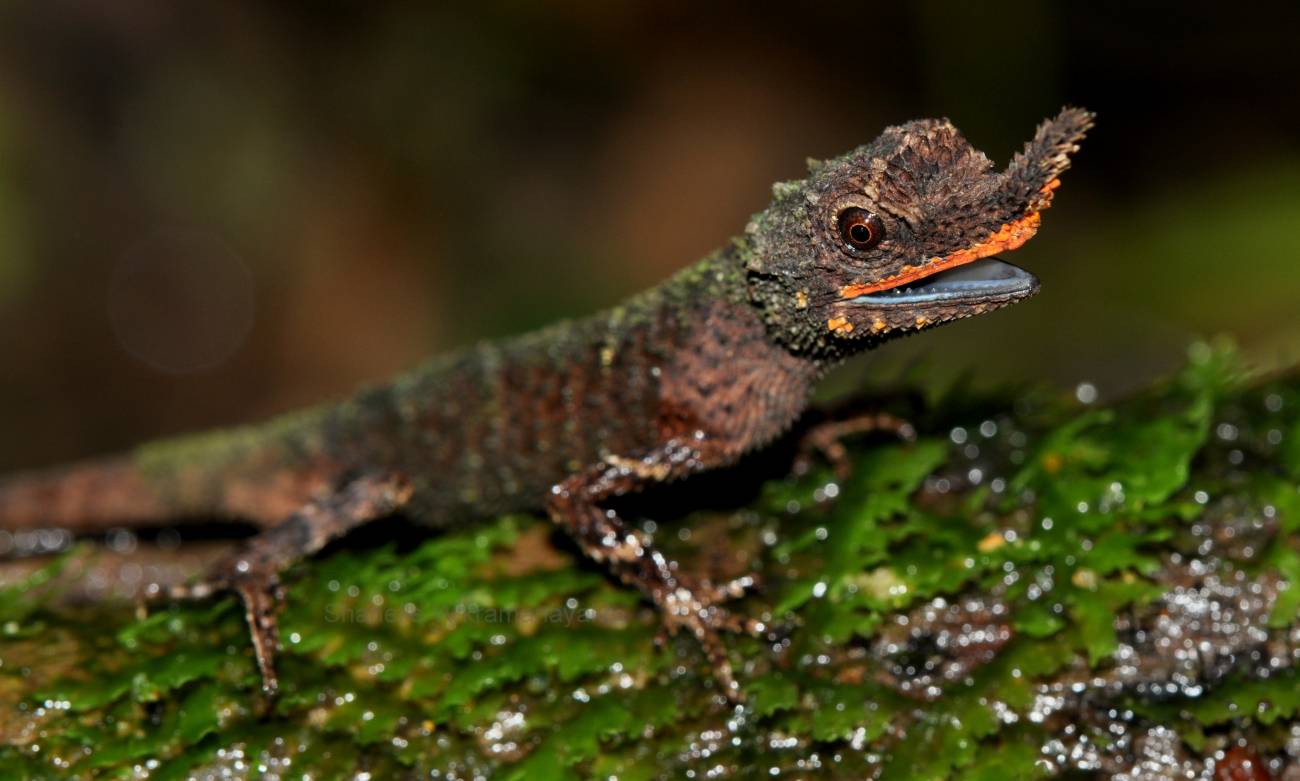 Lagarto cornudo de nariz áspera en Sri Lanka