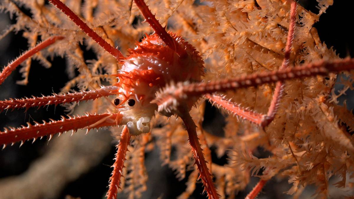 Una langosta en cuclillas documentada en coral a 669 metros de profundidad en el monte submarino JF2. /  ROV SuBastian / Schmidt Ocean Institute