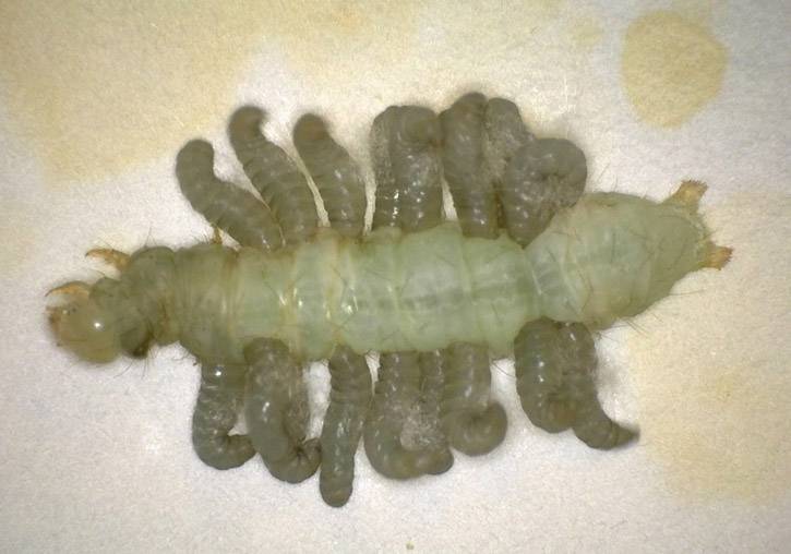 Larvas