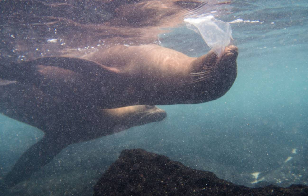 Leones marinos jugando con plásticos en aguas de las islas Galápagos. / Adam Porter