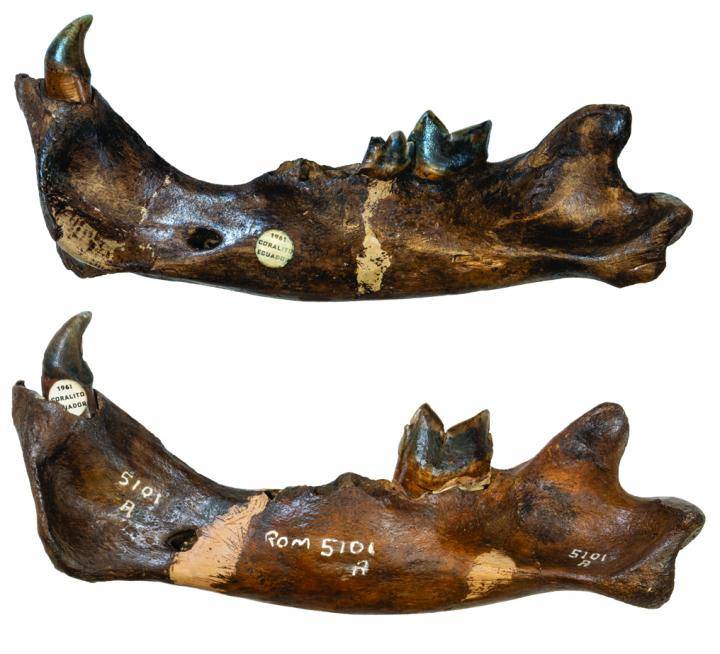 Mandíbulas