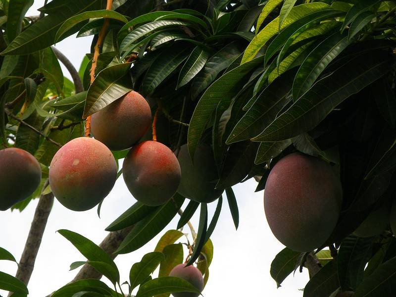 El mango ha posicionado a México como uno de los líderes mundiales en exportación, junto al banano. / Pixabay