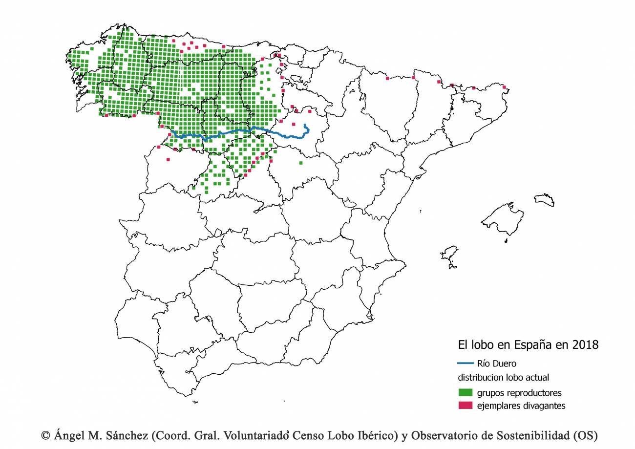 Mapa de distribución elaborado en 2018. En él se observa que el lobo ha desaparecido de enormes extensiones de territorio, restringiéndose al NW peninsular. La situación, 3 años después, es incluso peor, según los autores. / Censo Lobo Ibérico