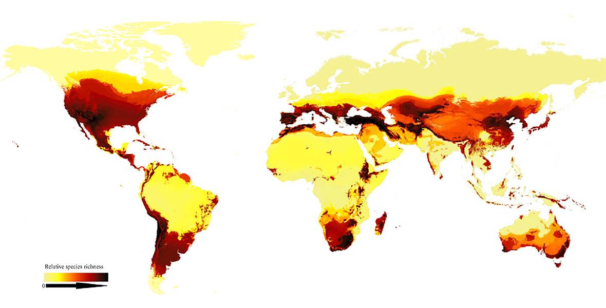 Este mapa muestra la riqueza de especies de abejas en todo el mundo y representa el gradiente latitudinal bimodal. Las zonas más oscuras tienen más especies. / Current Biology