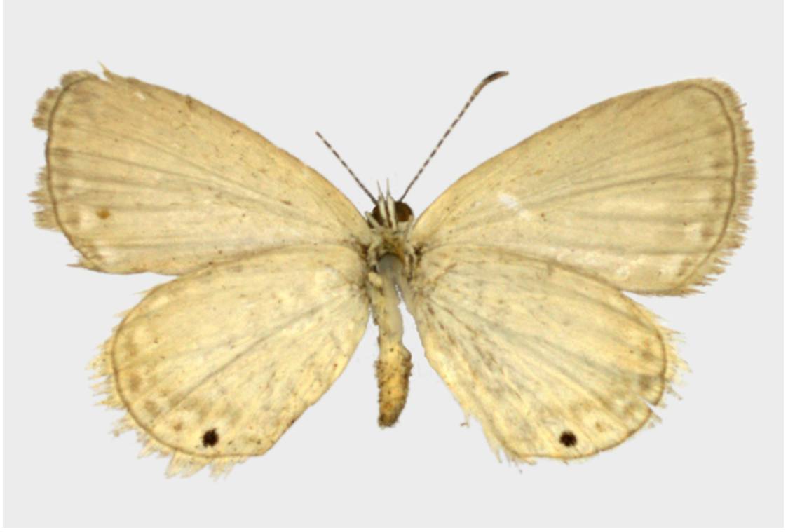 Mariposa