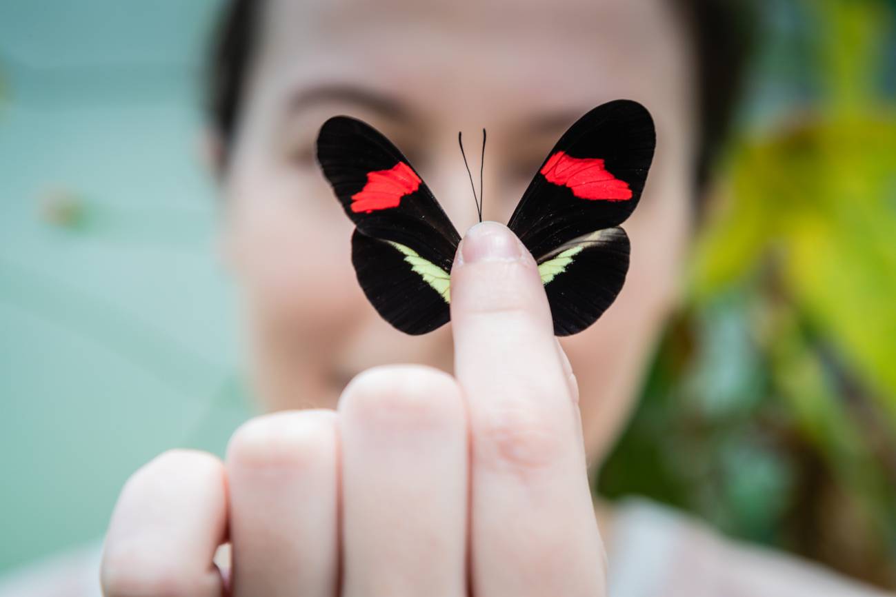 Mariposa