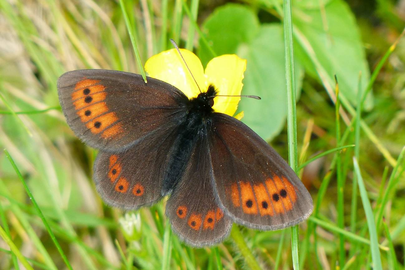 Mariposa