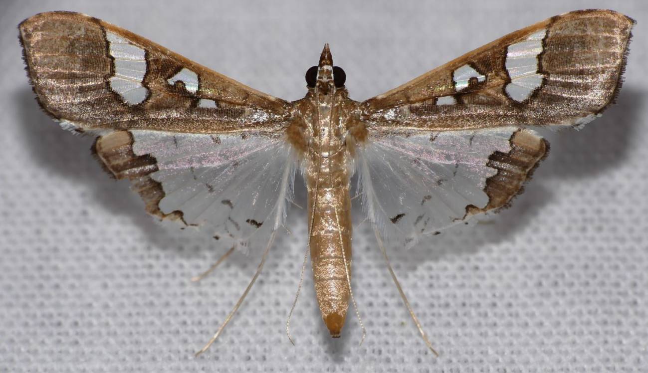 Maruca vitrata