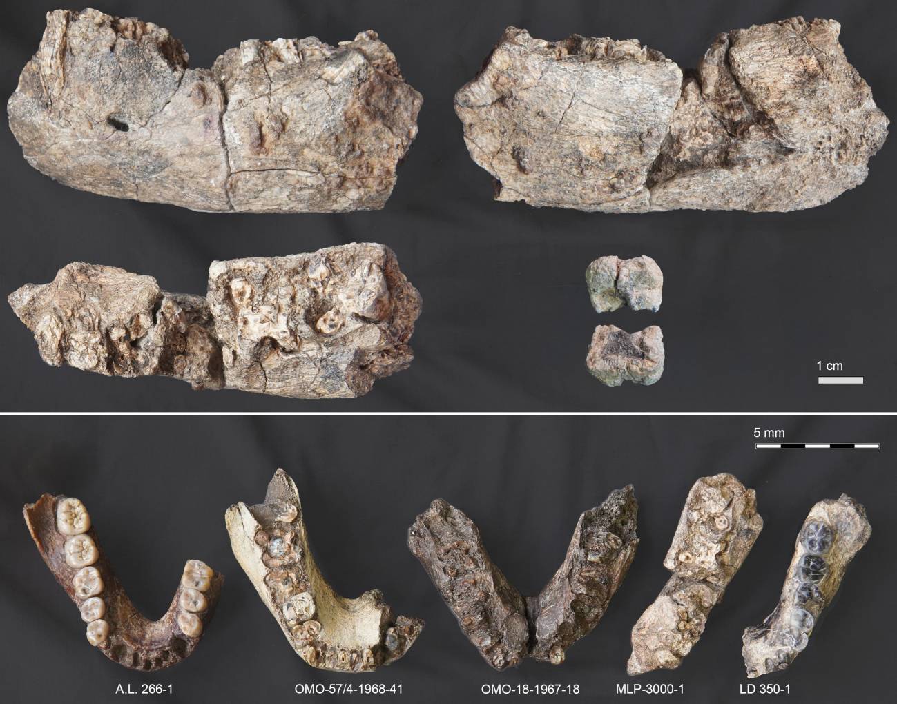 Varias vistas del MLP-3000-1, la mandíbula izquierda parcial y la corona molar del Paranthropus recién descubiertas. / Alemseged Research Group