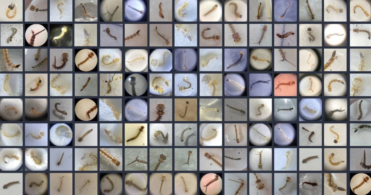 Ejemplos de mosquitos subidos a las aplicaciones utilizadas para proporcionar datos al Tablero Global de Observaciones de Mosquitos. / USF
