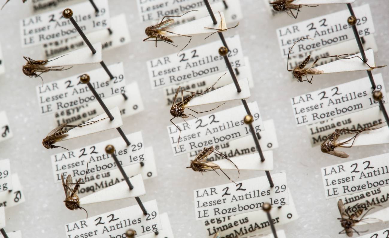 Ejemplares de mosquito