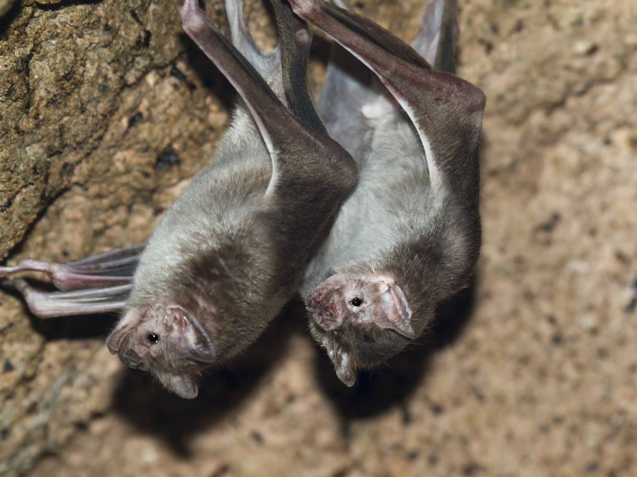 Murciélagos vampiro
