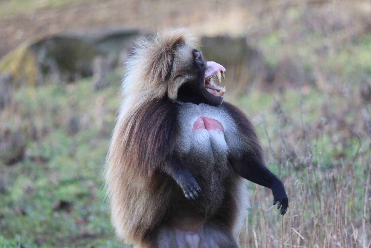 Una gelada erguida y vocalizando . / Kate Grounds