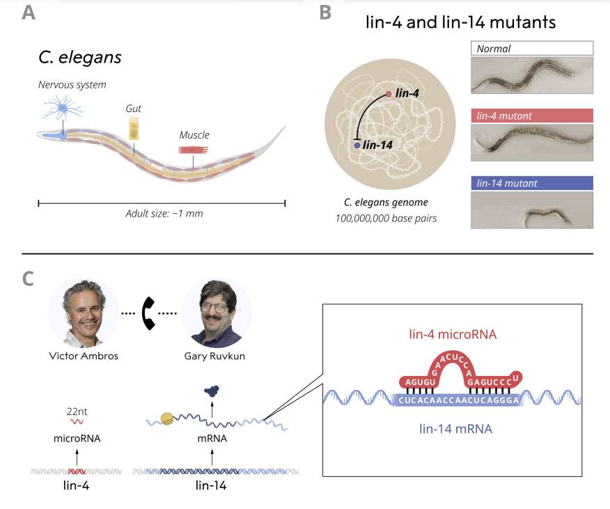 C. elegans es un organismo modelo útil para comprender cómo se desarrollan los distintos tipos de células