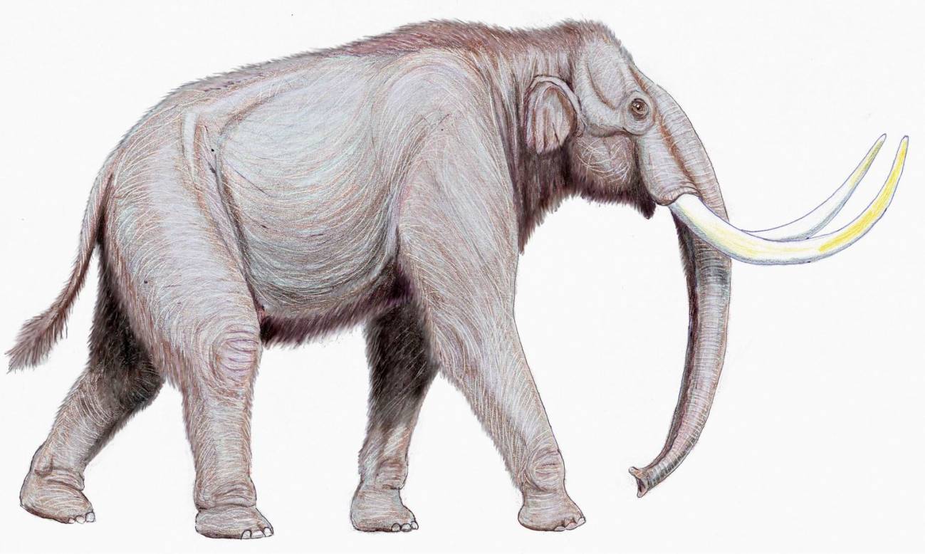 Mamut