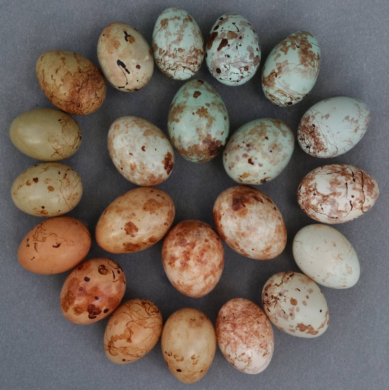 Huevos