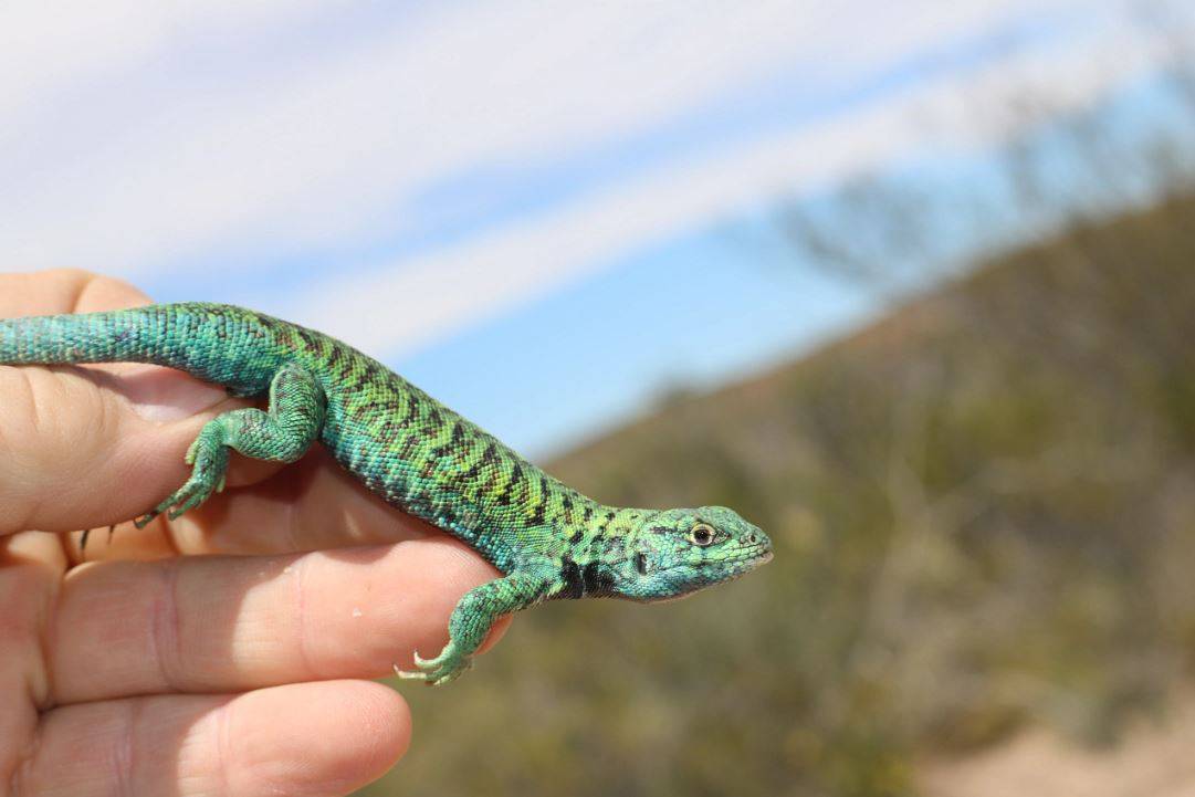 Lagarto