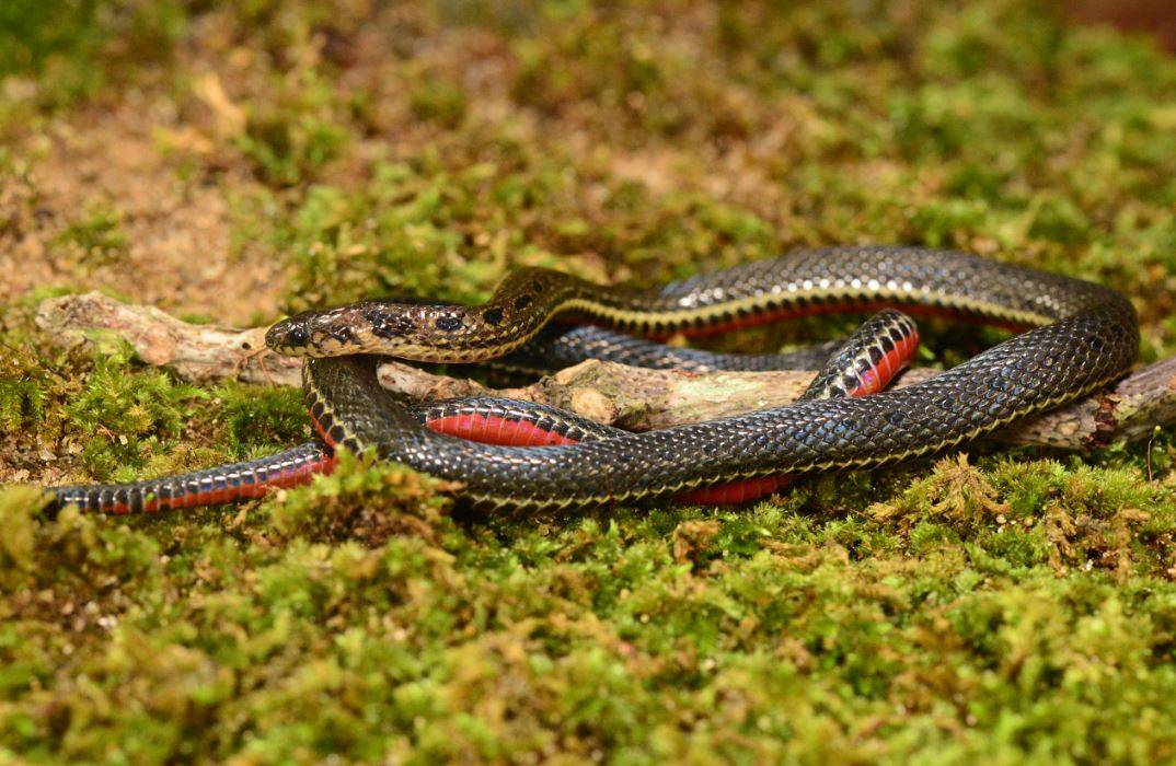 Serpiente
