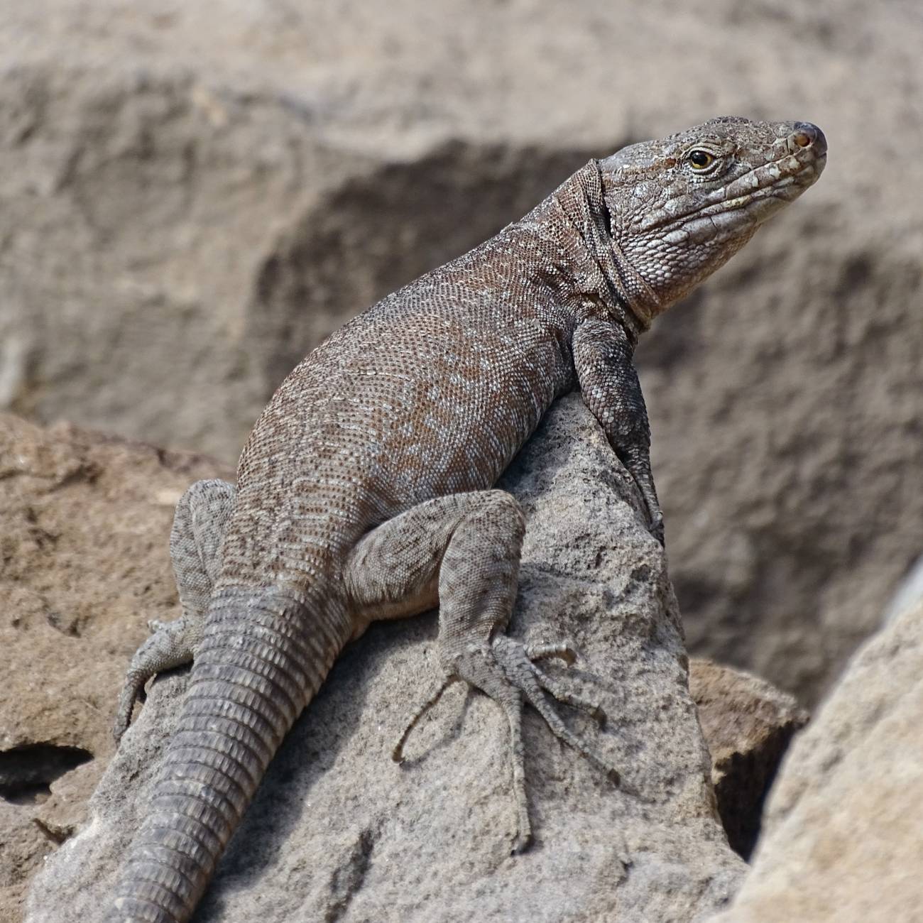 Lagarto