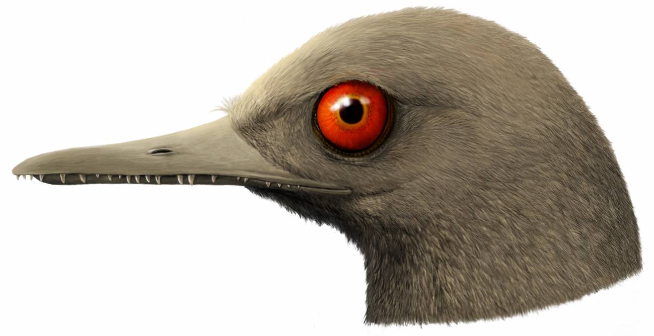 Nueva especie de dinosaurio diminuto