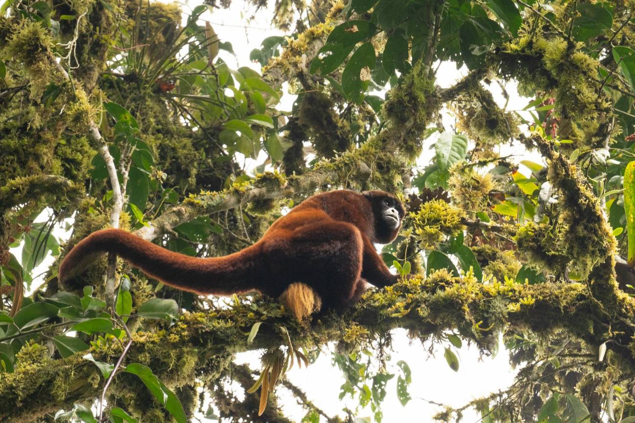 El mono choro de cola amarilla habita únicamente en el nordeste de Perú