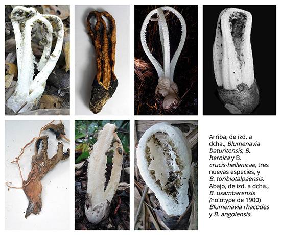 Nuevas especies de hongos