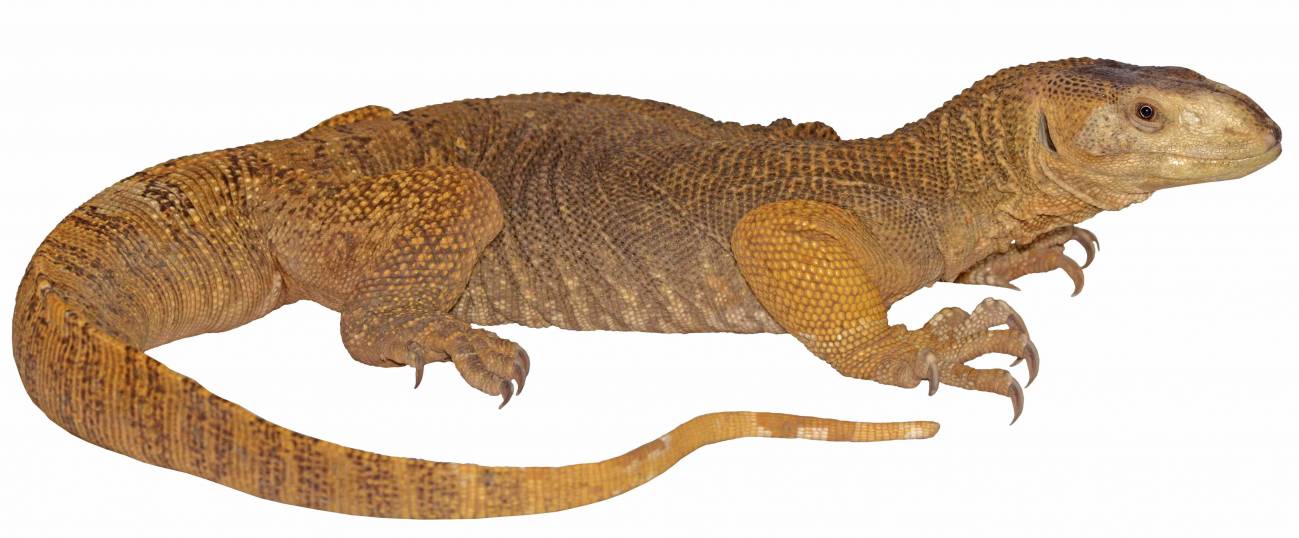 Imagen de Varanus yemenensis, especie endémica del Suroeste de Arabia que se separó por vicarianza de su especie hermana Varanus albigularis de África. / Johannes Els, Yemen