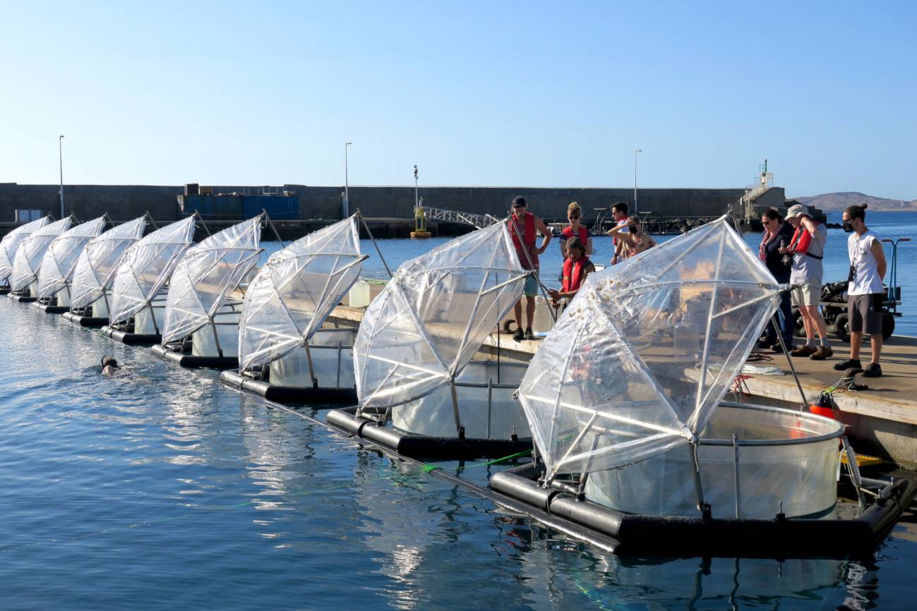 Experimento llevado a cabo en Canarias. / Ulf Riebesell