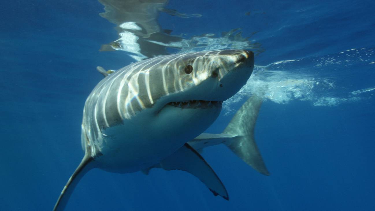 tiburón blanco