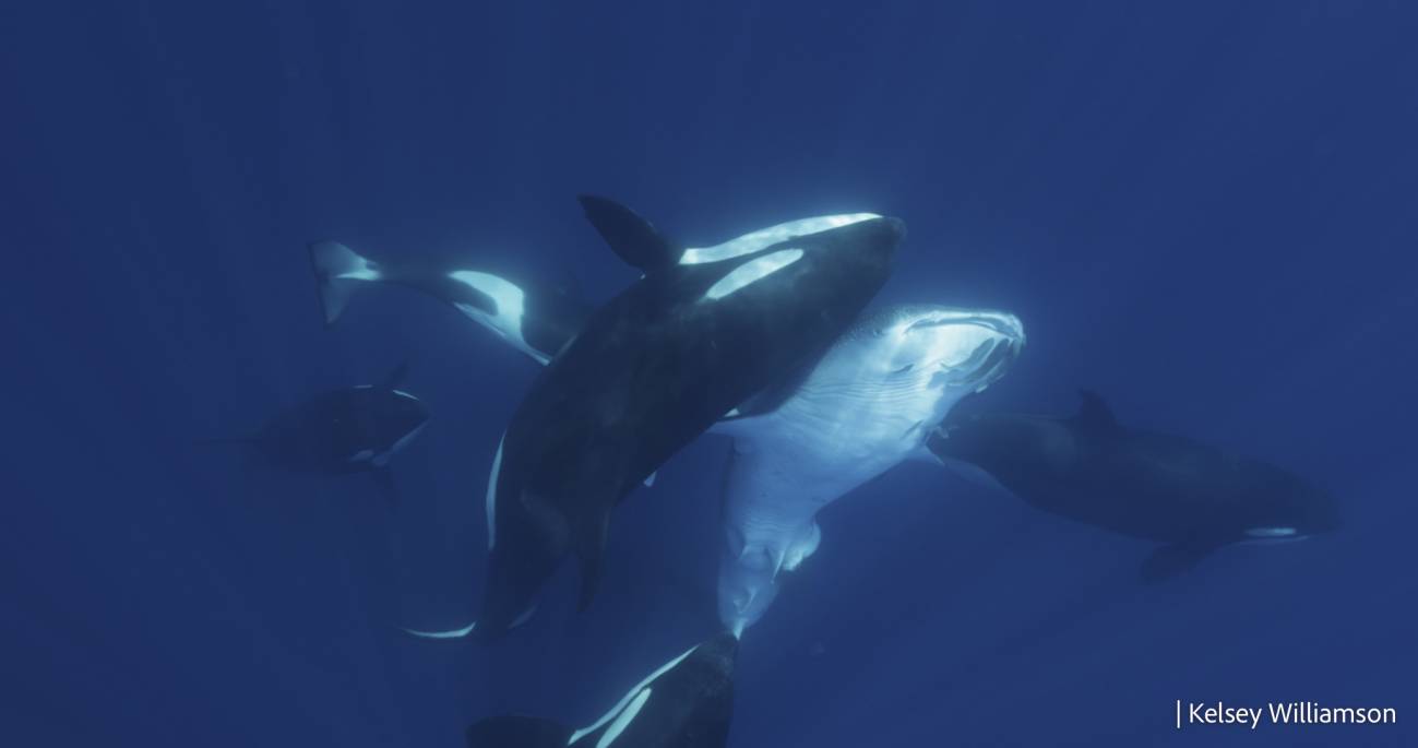 Orca golpea al tiburón con el lateral de la cabeza